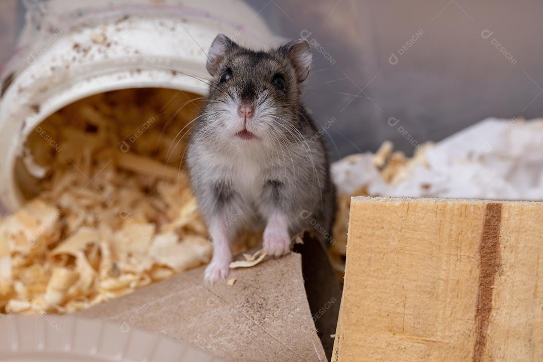 Hamster anão de Campbell da espécie Phodopus campbelli