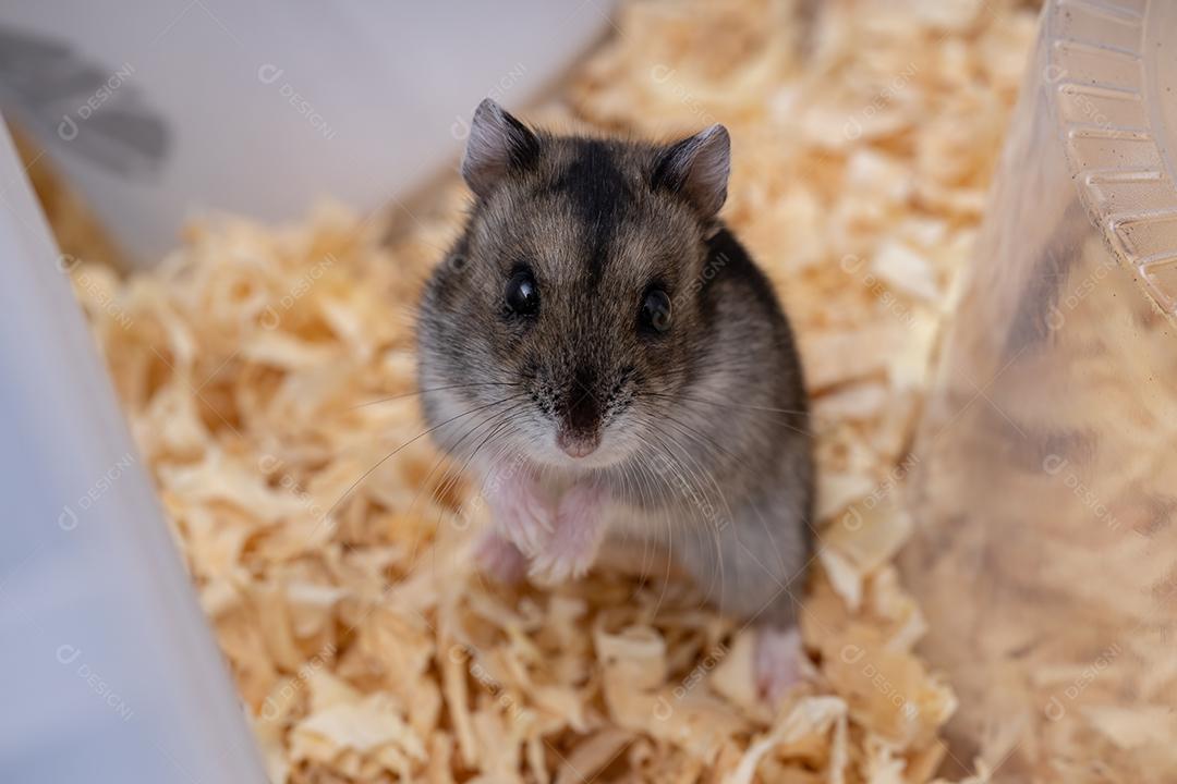 Hamster anão de Campbell da espécie Phodopus campbelli