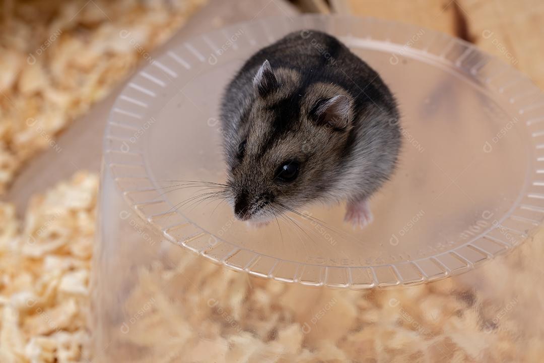 Hamster anão de Campbell da espécie Phodopus campbelli