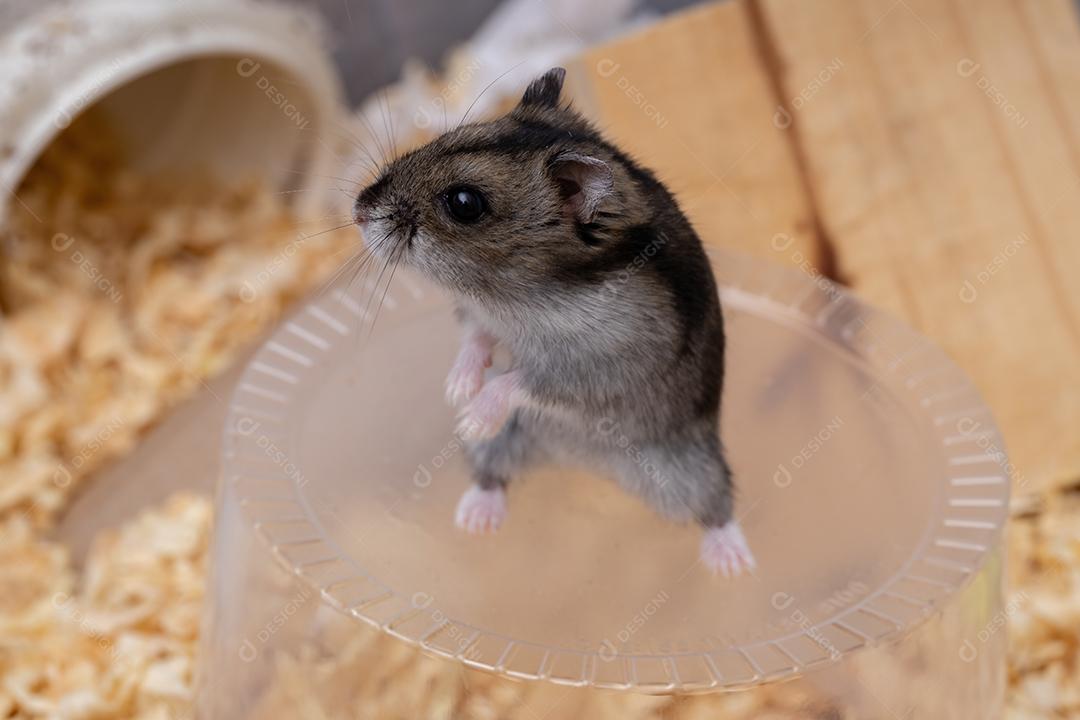 Hamster anão de Campbell da espécie Phodopus campbelli