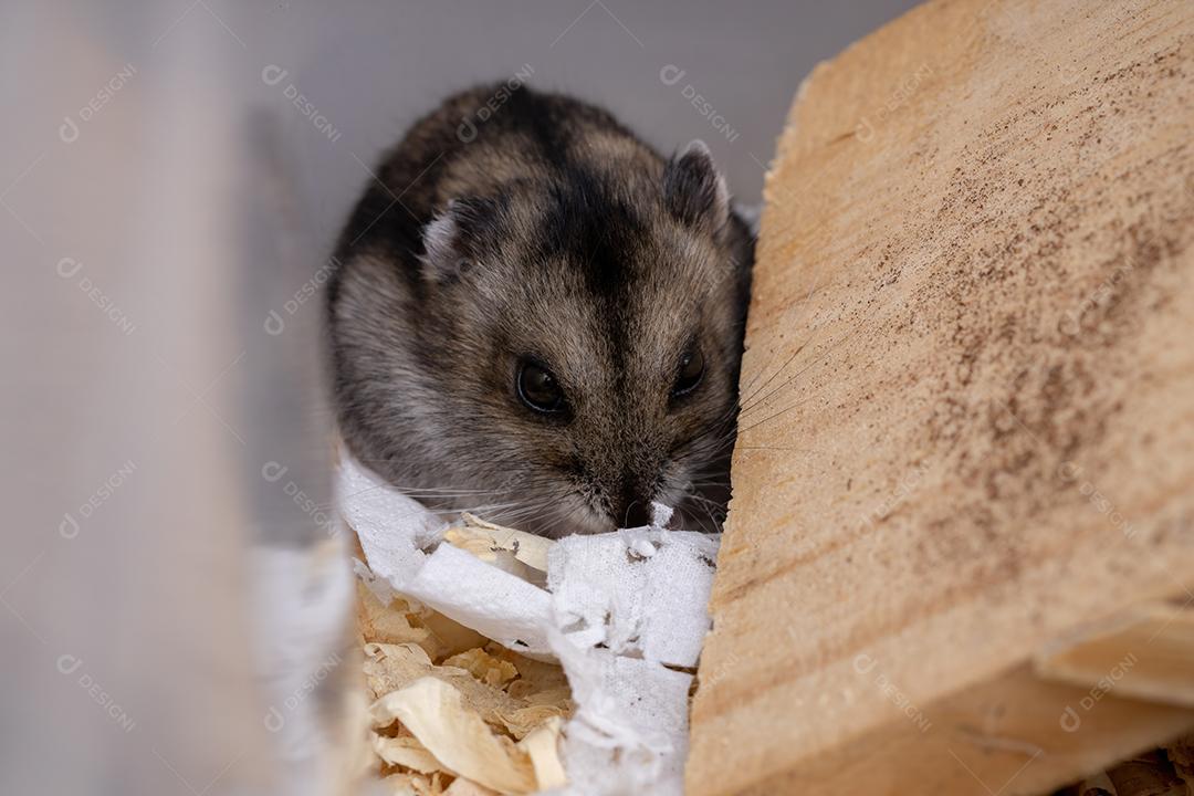 Hamster anão de Campbell da espécie Phodopus campbelli