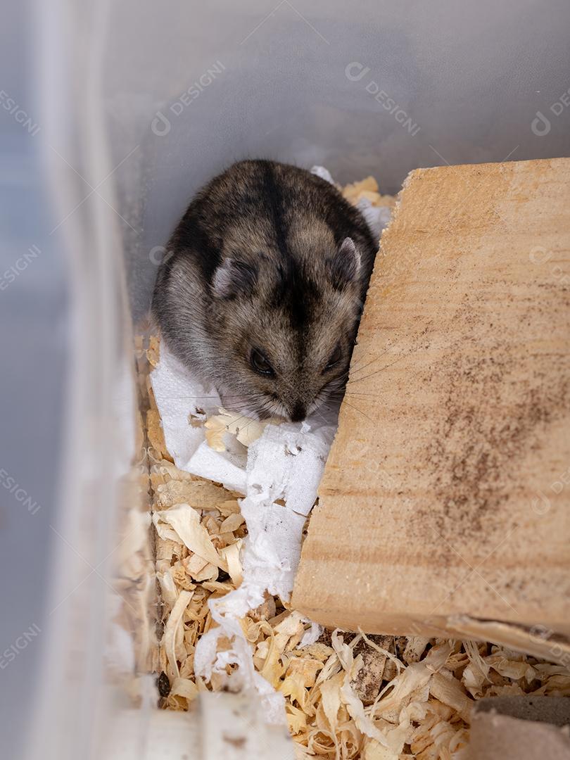 Hamster anão de Campbell da espécie Phodopus campbelli