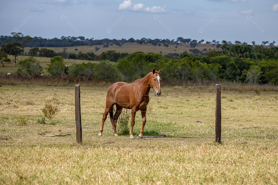 Cavalo descansando em uma área de pastagem de uma fazenda brasileira