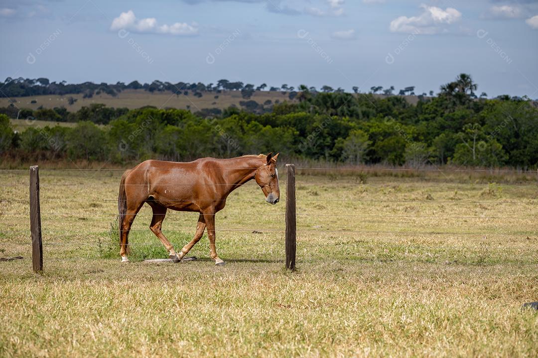 Cavalo descansando em uma área de pastagem de uma fazenda brasileira