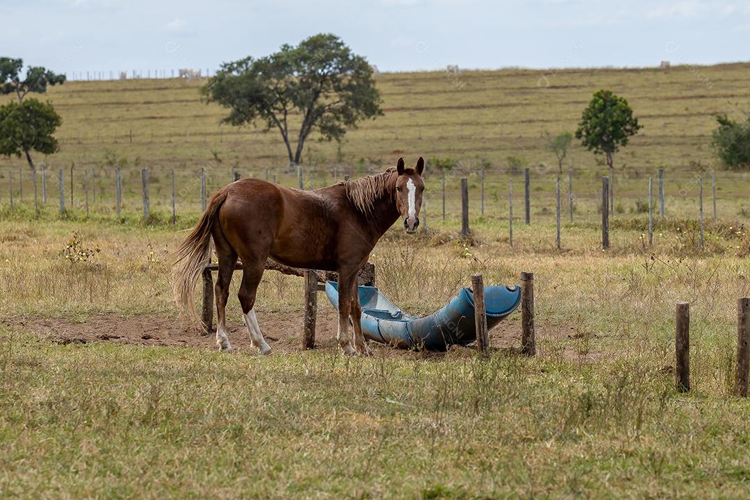 Cavalo descansando em uma área de pastagem de uma fazenda brasileira