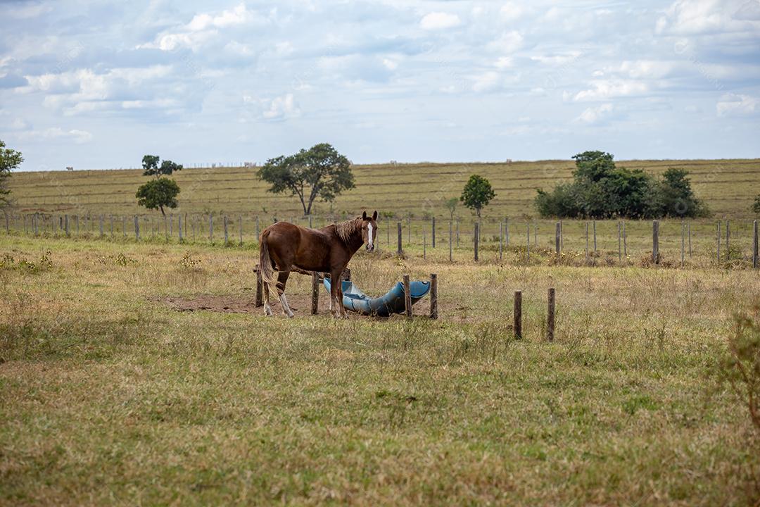 Cavalo descansando em uma área de pastagem de uma fazenda brasileira