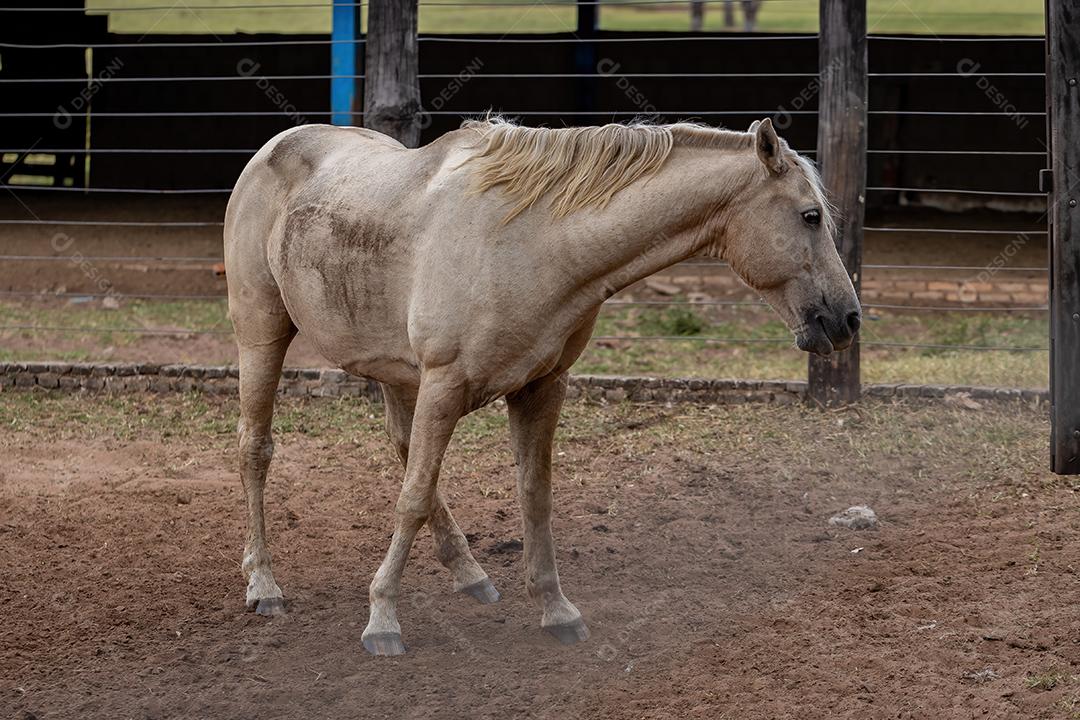 Cavalo descansando em uma área de pastagem de uma fazenda brasileira com foco seletivo