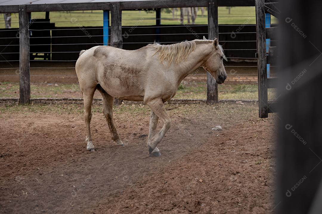 Cavalo descansando em uma área de pastagem de uma fazenda brasileira com foco seletivo