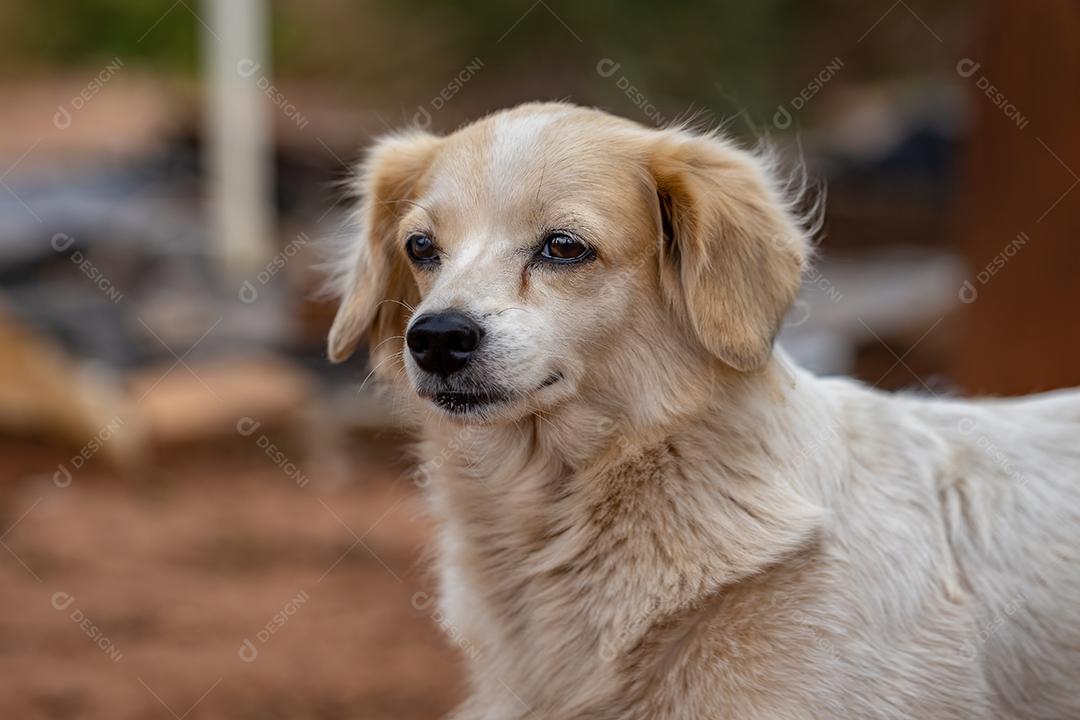 Cão cachorro doméstico em uma fazenda