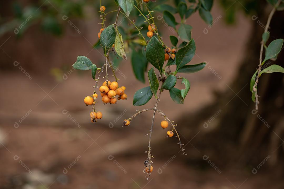 Skyflower Yellow Fruits da espécie Duranta erecta