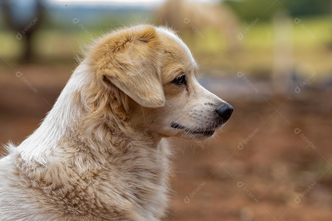 Cão cachorro doméstico em uma fazenda