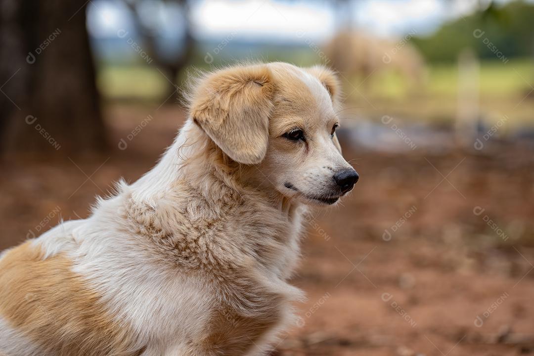 Cão cachorro doméstico em uma fazenda