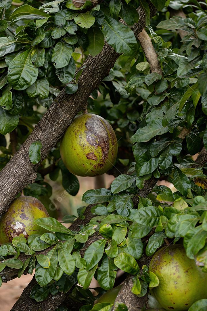 Calabash Tree da espécie Crescentia cujete