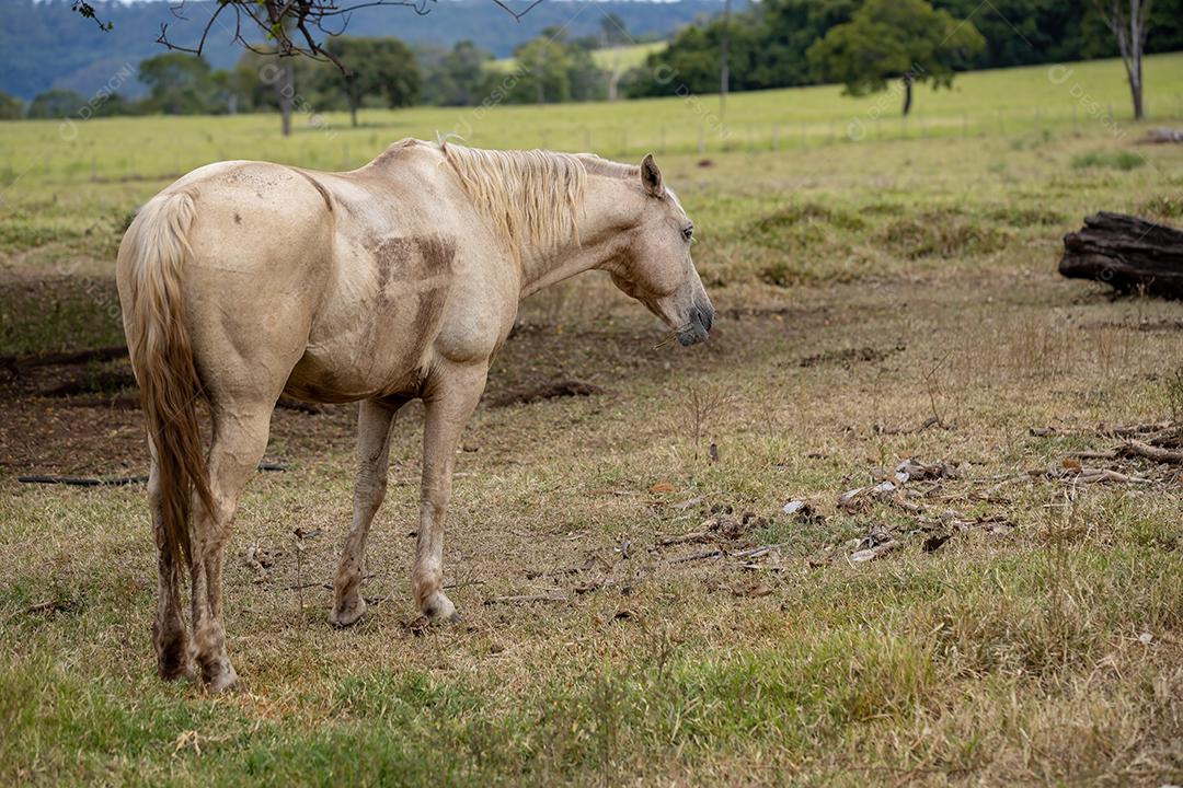 Cavalo descansando em uma área de pastagem de uma fazenda brasileira