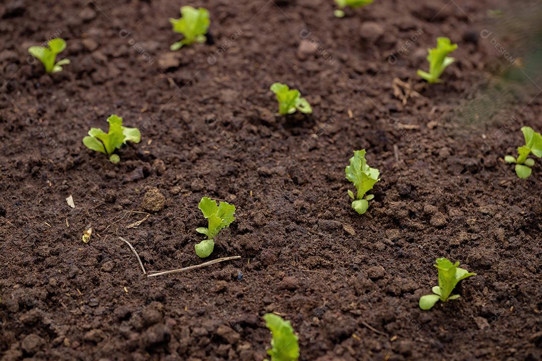 Pequenas mudas de alface cultivadas no solo