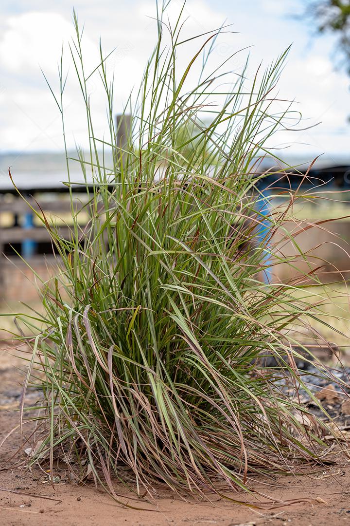Planta de capim-limão da espécie Cymbopogon citratus