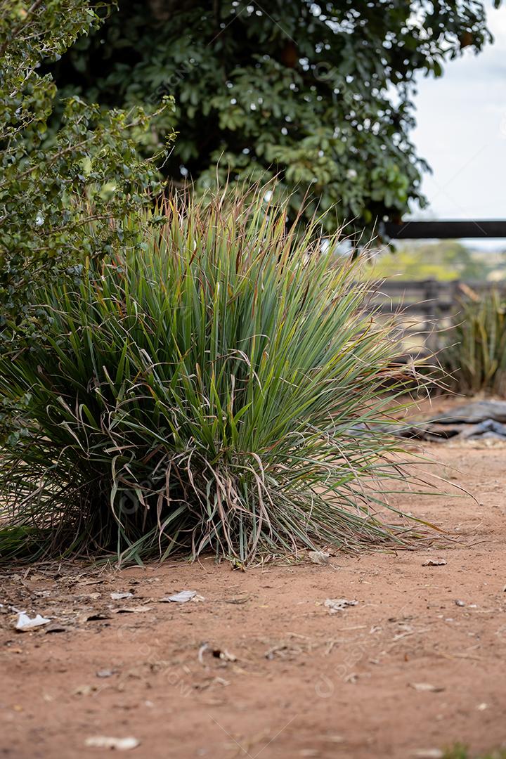 Planta de capim-limão da espécie Cymbopogon citratus