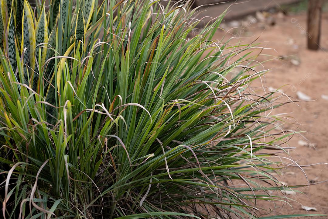Planta de capim-limão da espécie Cymbopogon citratus