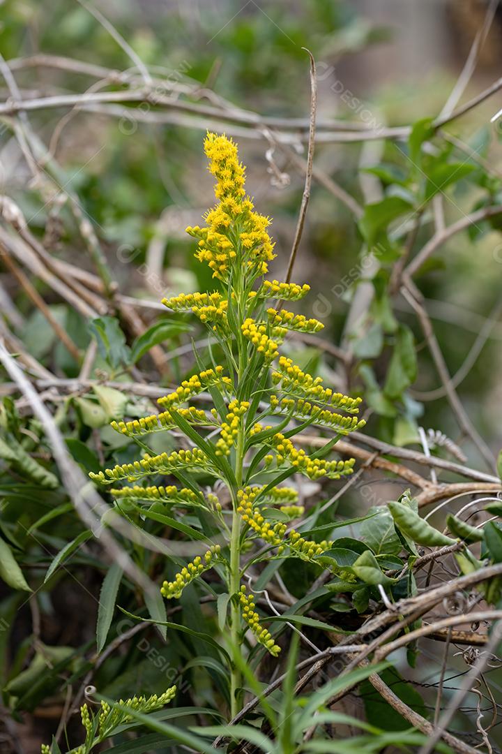Anis Goldenrod Planta da espécie Solidago chilensis