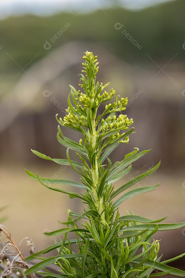 Anis Goldenrod Planta da espécie Solidago chilensis