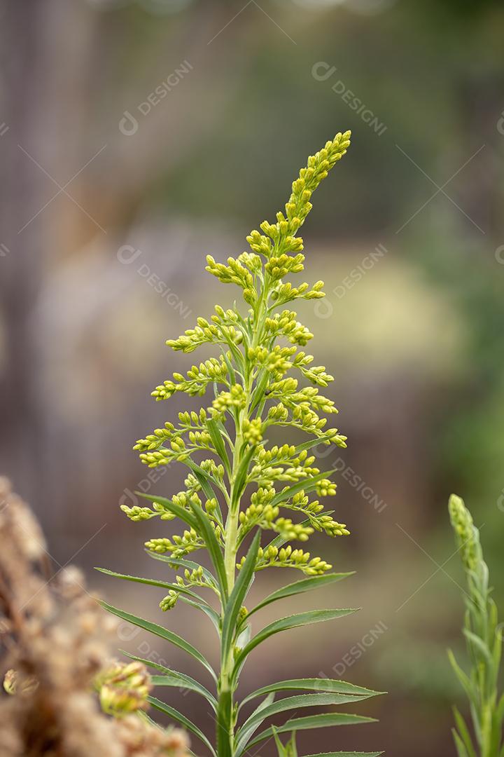 Anis Goldenrod Planta da espécie Solidago chilensis