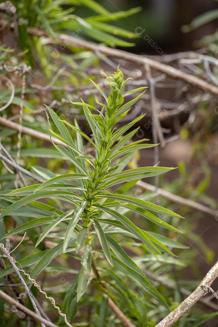 Anis Goldenrod Planta da espécie Solidago chilensis