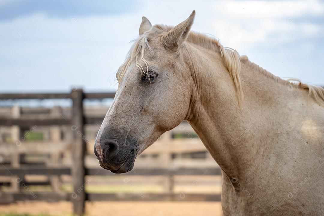 Cavalo descansando em uma área de pastagem de uma fazenda brasileira com foco seletivo