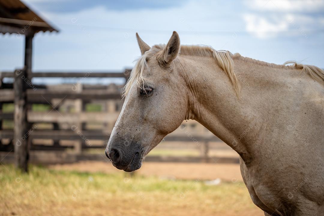Cavalo descansando em uma área de pastagem de uma fazenda brasileira
