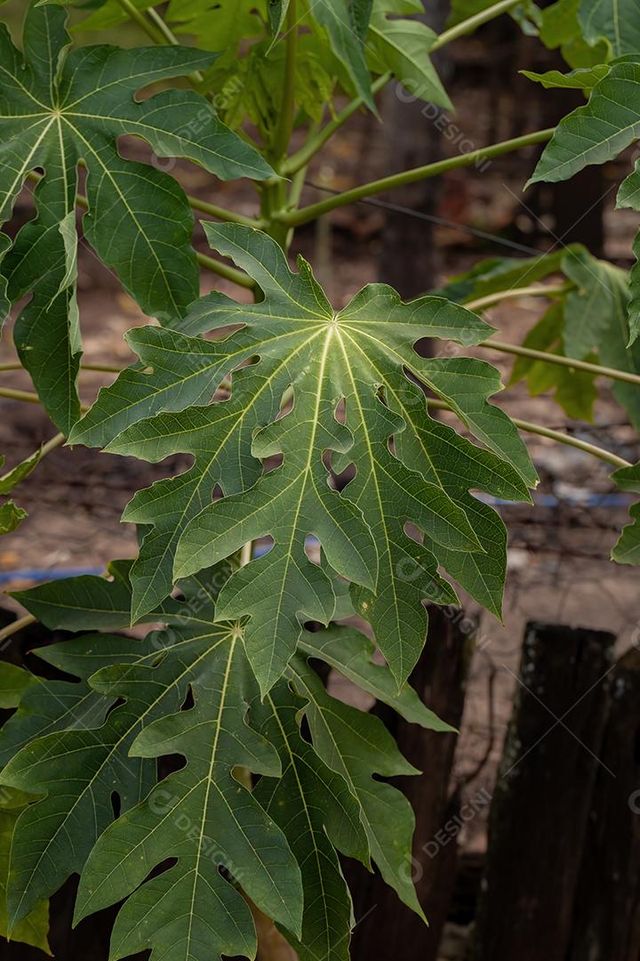 Folhas de mamão da espécie Carica papaya