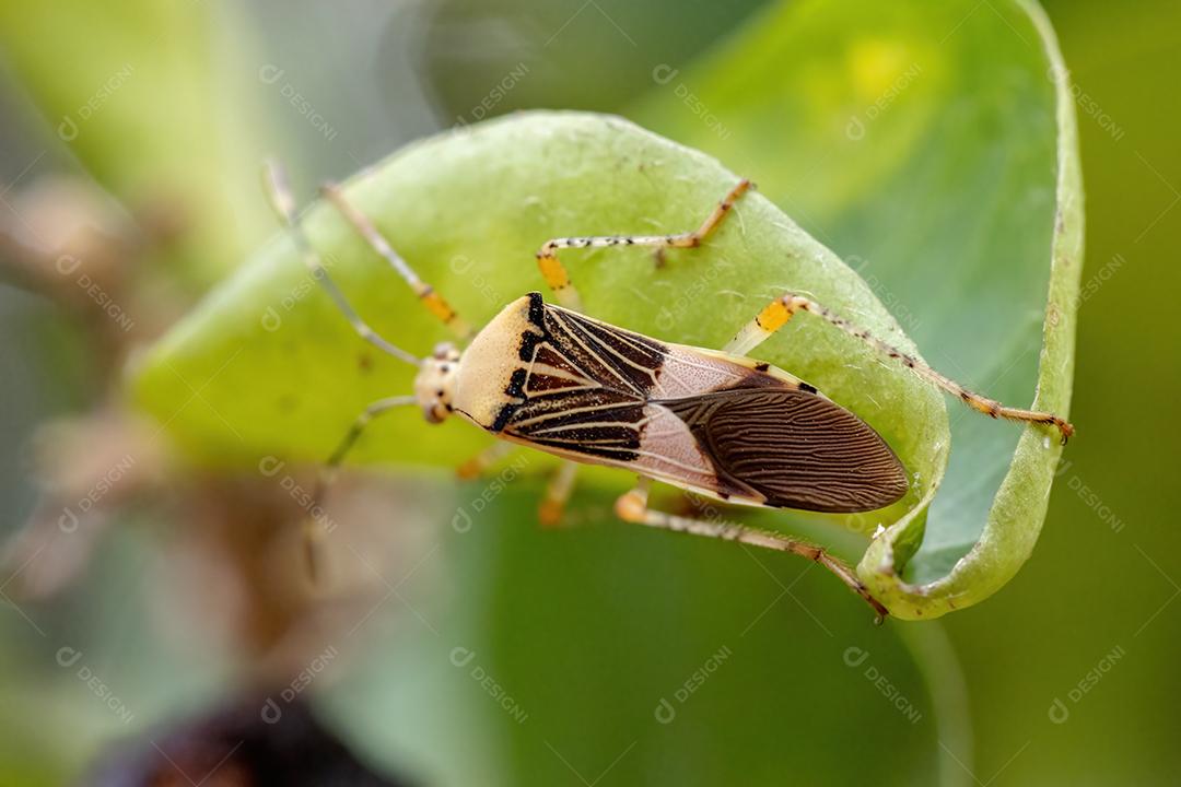 Inseto foliar adulto da espécie Hypselonotus fulvus