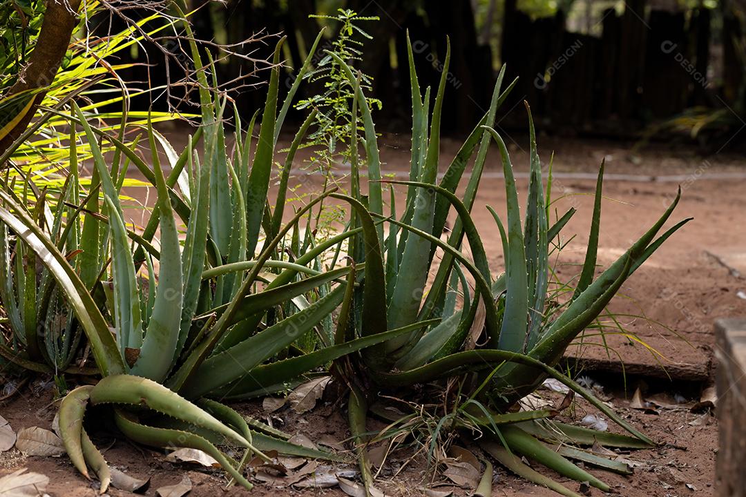 Plantas de aloe vera cultivadas em uma fazenda
