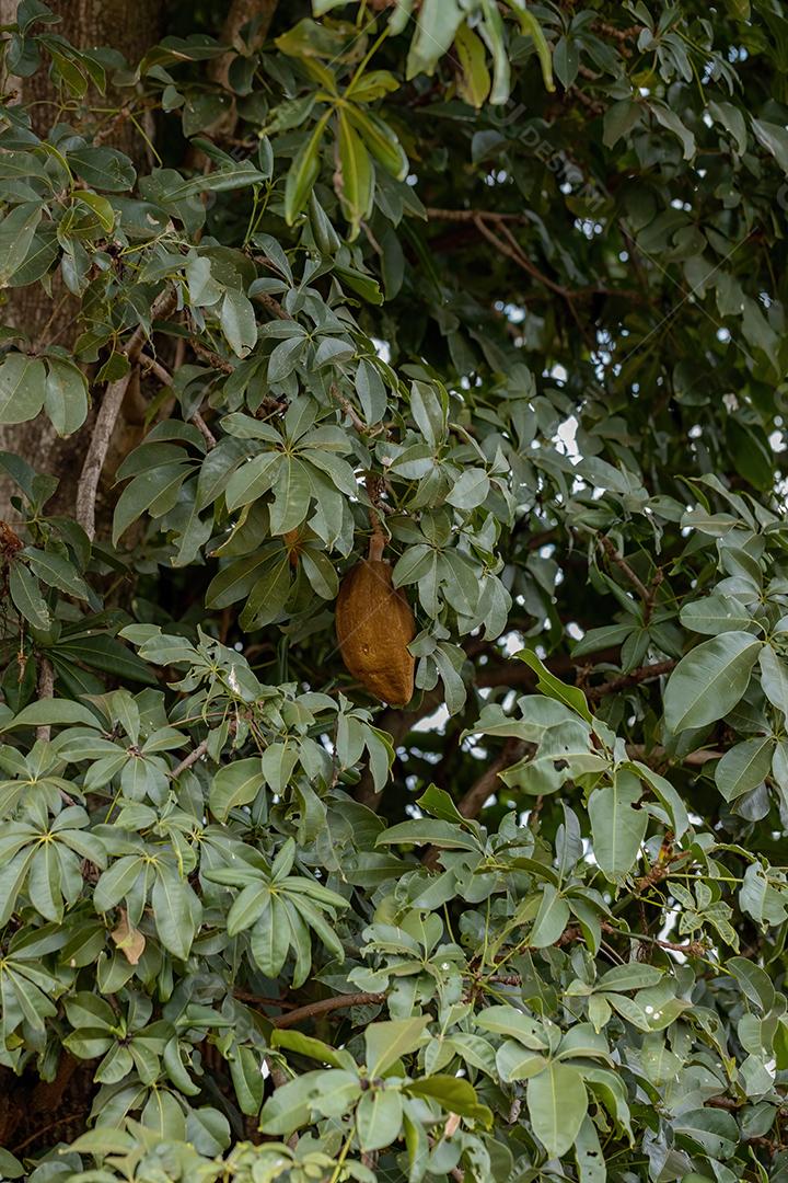 Árvore de provisão brasileira da espécie Pachira aquatica