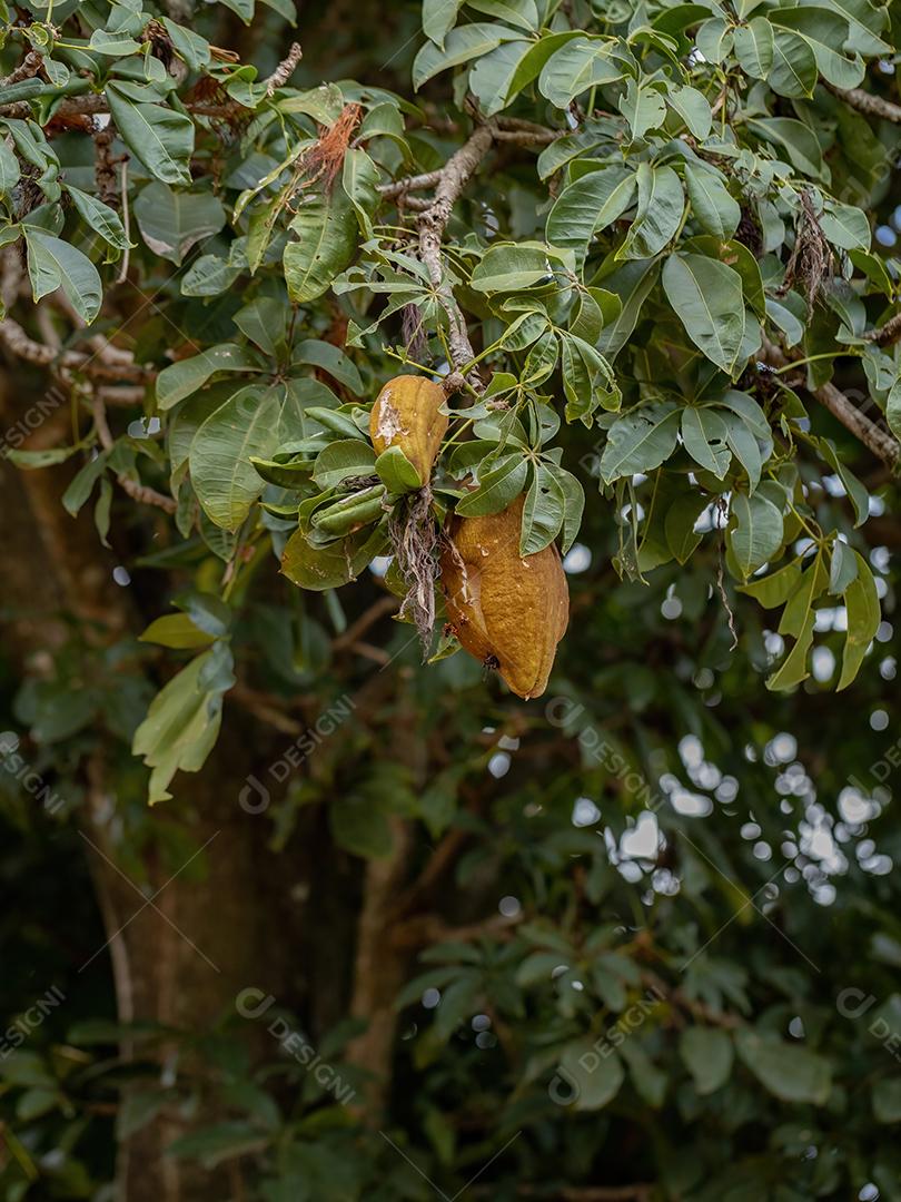 Árvore de provisão brasileira da espécie Pachira aquatica