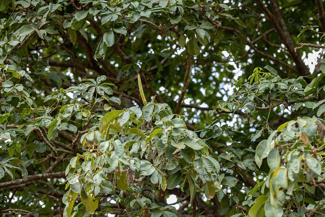 Árvore de provisão brasileira da espécie Pachira aquatica