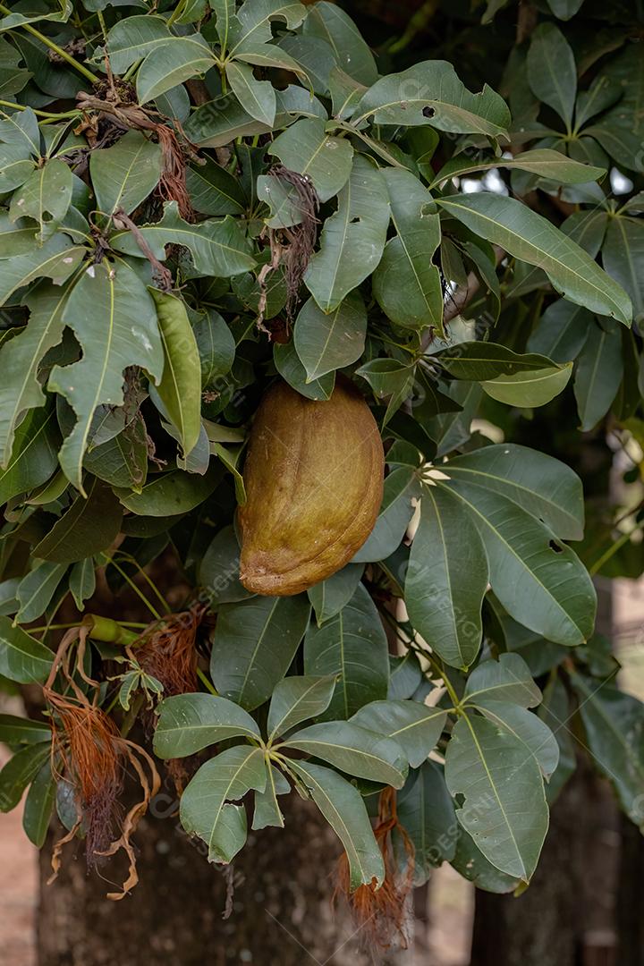 Árvore de provisão brasileira da espécie Pachira aquatica