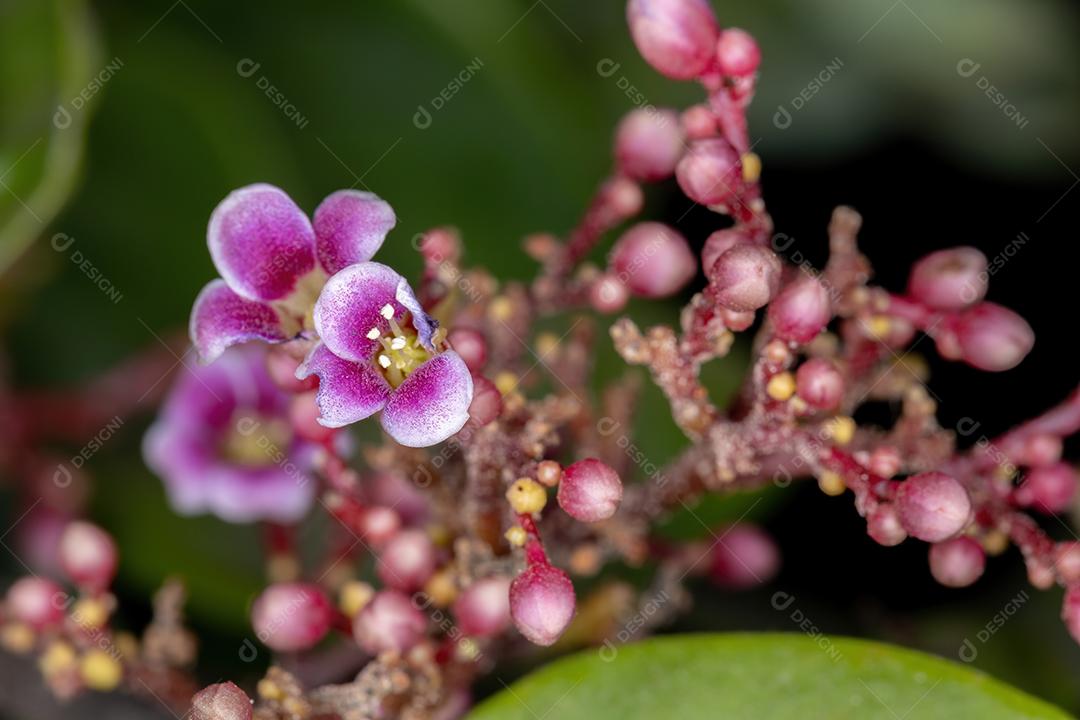 Flor de carambola da espécie Averrhoa carambola com foco seletivo