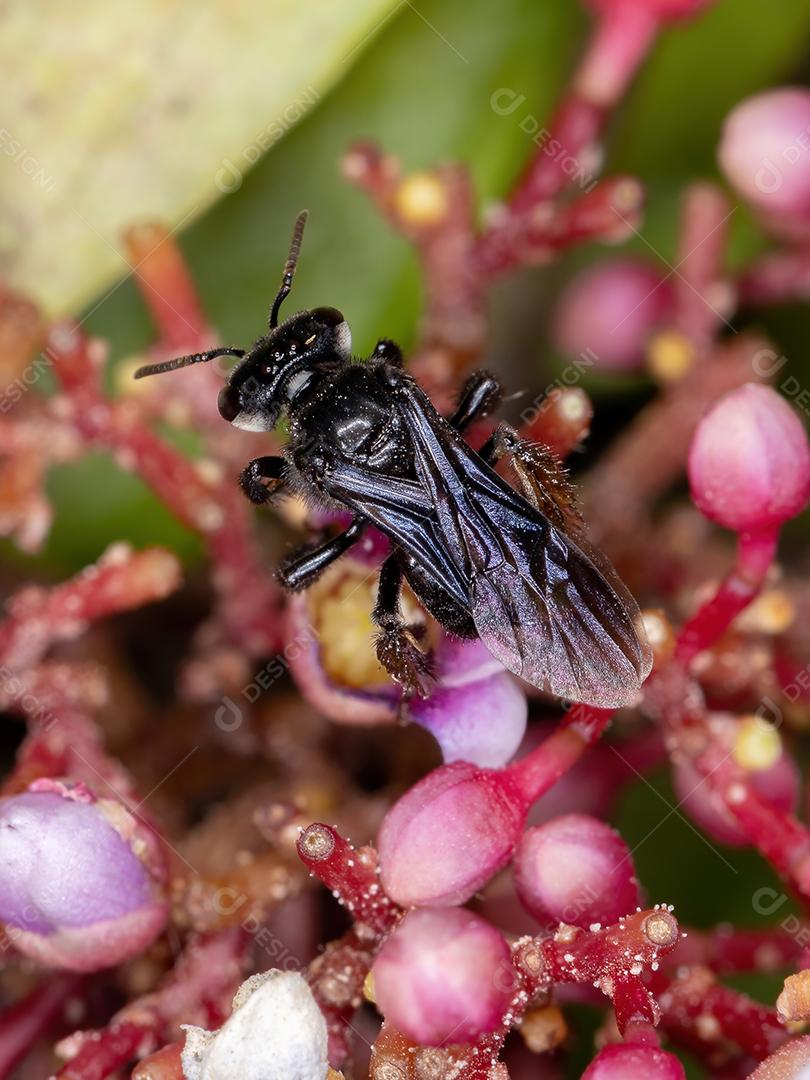 Abelha sem ferrão adulta do gênero Trigona flor de carambola da espécie Averrhoa carambola