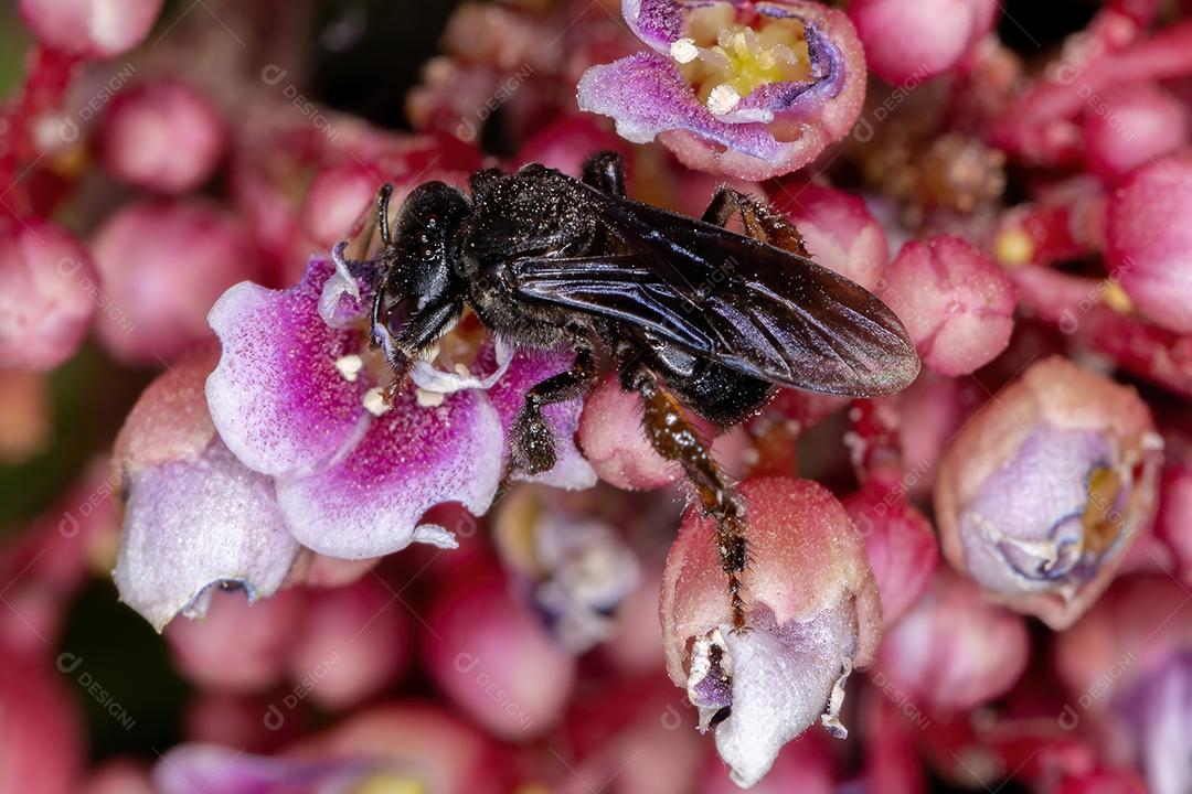 Abelha sem ferrão adulta do gênero Trigona flor de carambola da espécie Averrhoa carambola