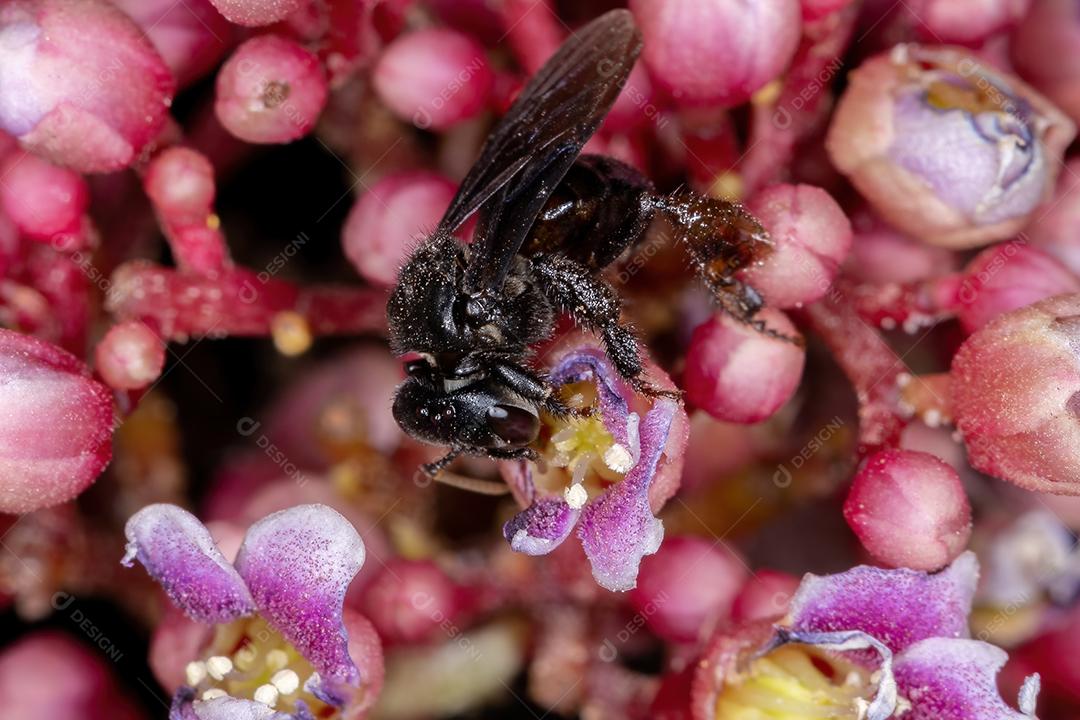 Abelha sem ferrão adulta do gênero Trigona flor de carambola da espécie Averrhoa carambola