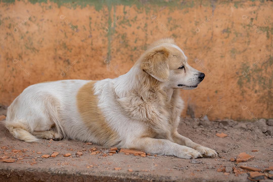 Cão animal doméstico em uma fazenda