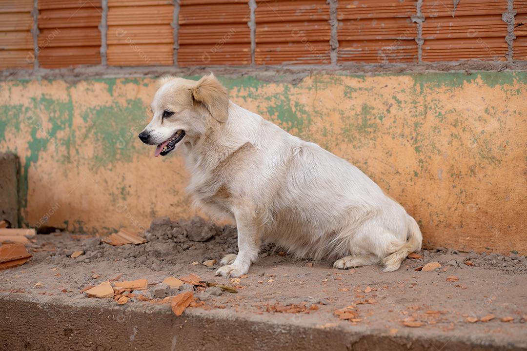 Cão animal doméstico em uma fazenda