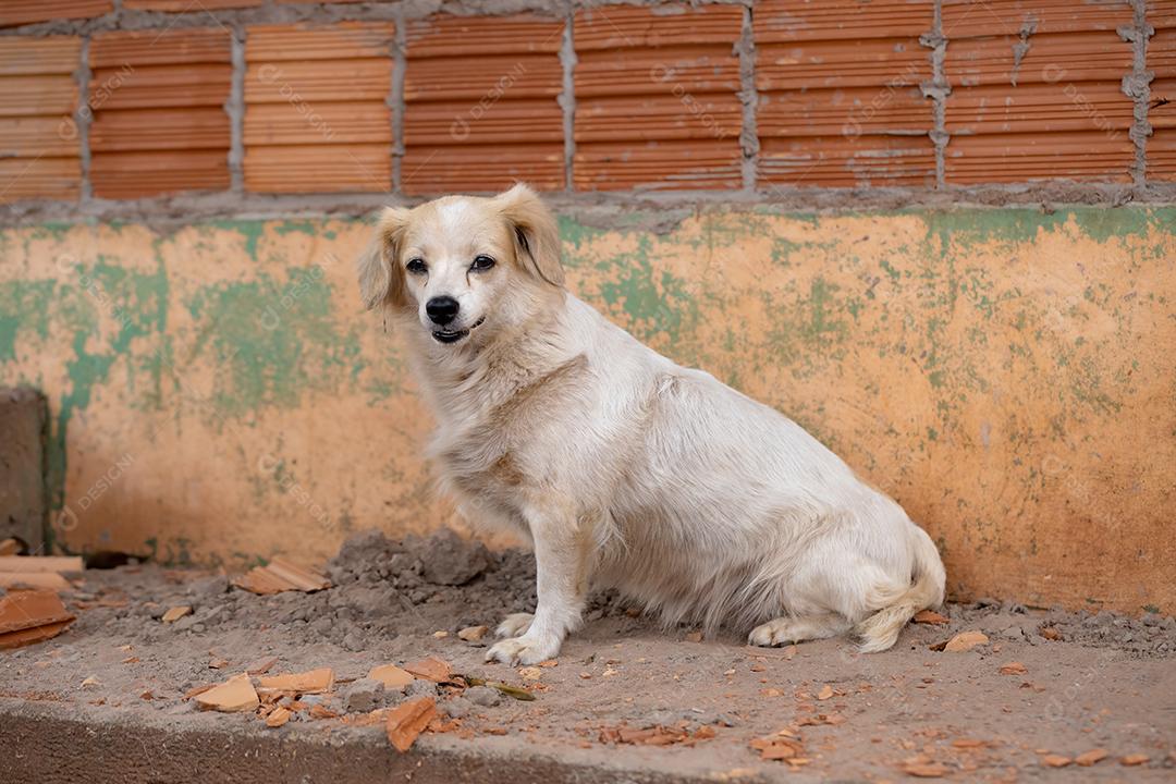 Cão animal doméstico em uma fazenda