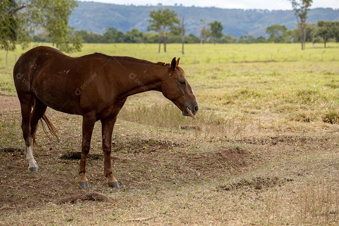 Cavalo descansando em uma área de pastagem de uma fazenda brasileira