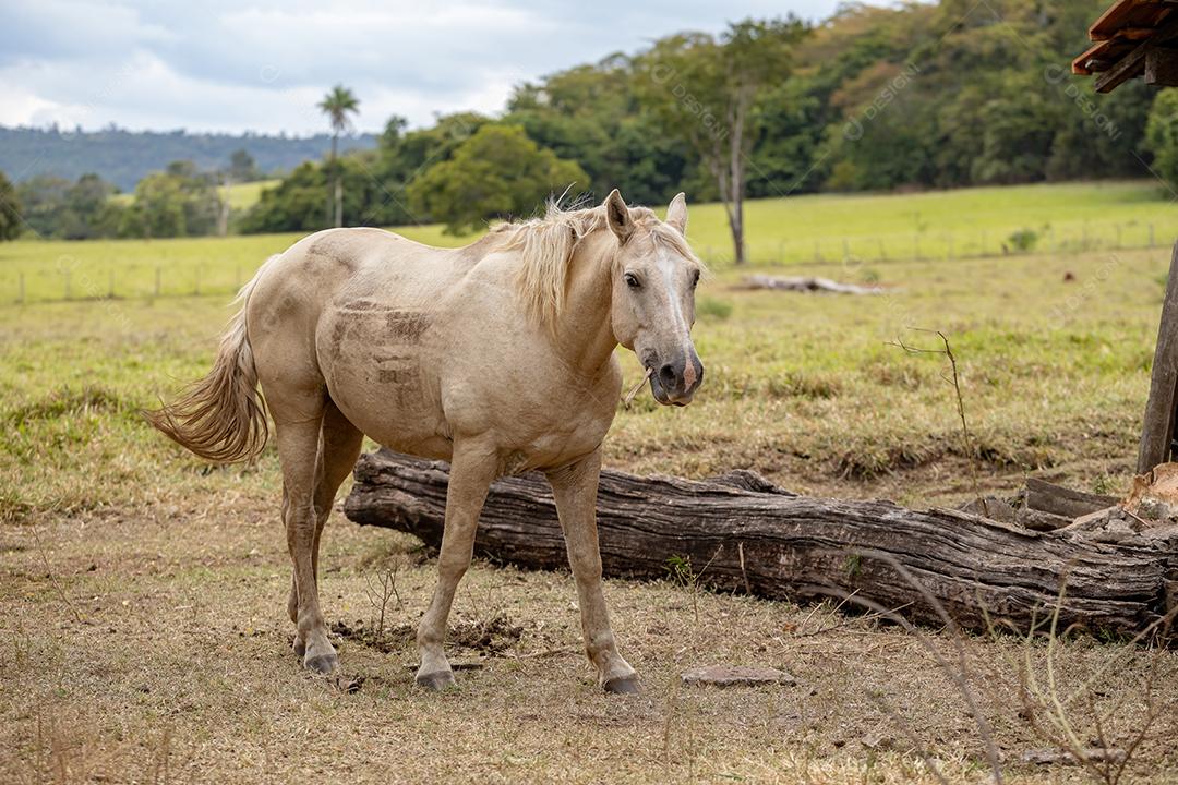 Cavalo descansando em uma área de pastagem de uma fazenda brasileira