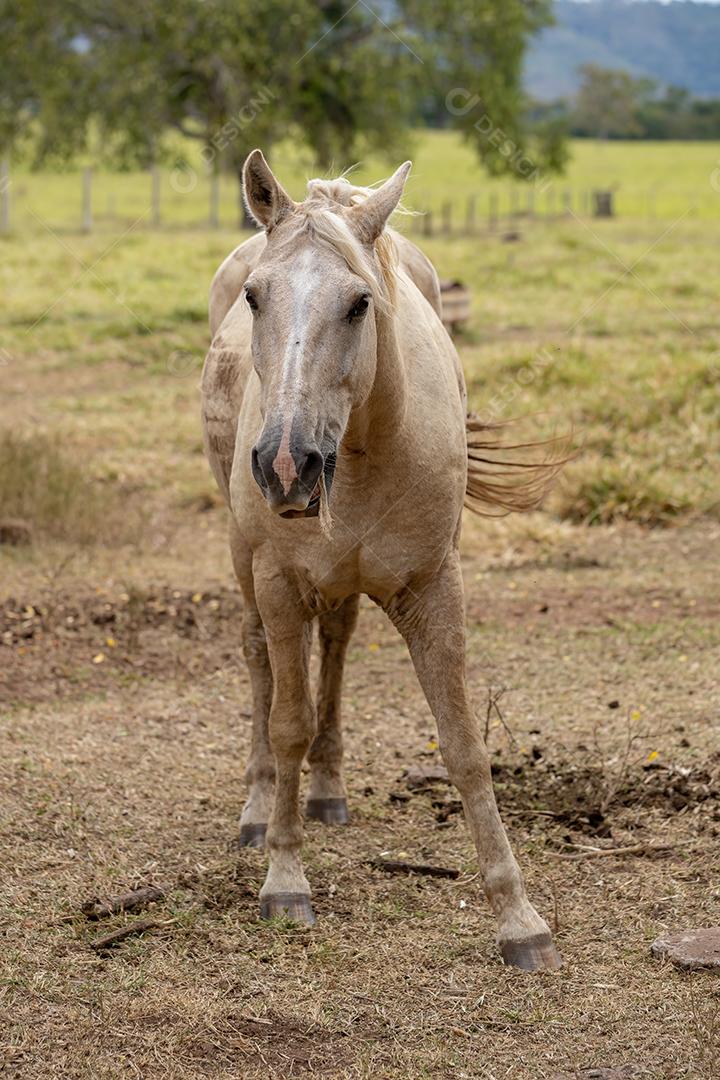 Cavalo descansando em uma área de pastagem de uma fazenda brasileira