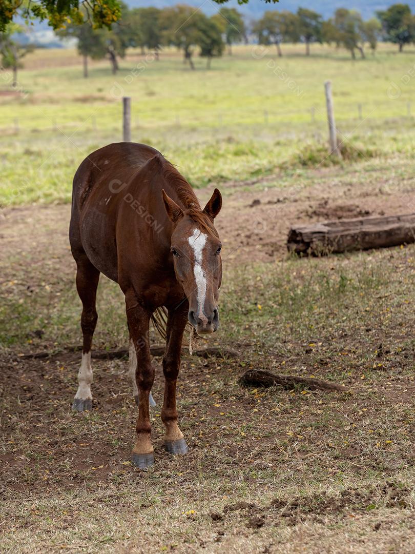 Cavalo descansando em uma área de pastagem de uma fazenda brasileira