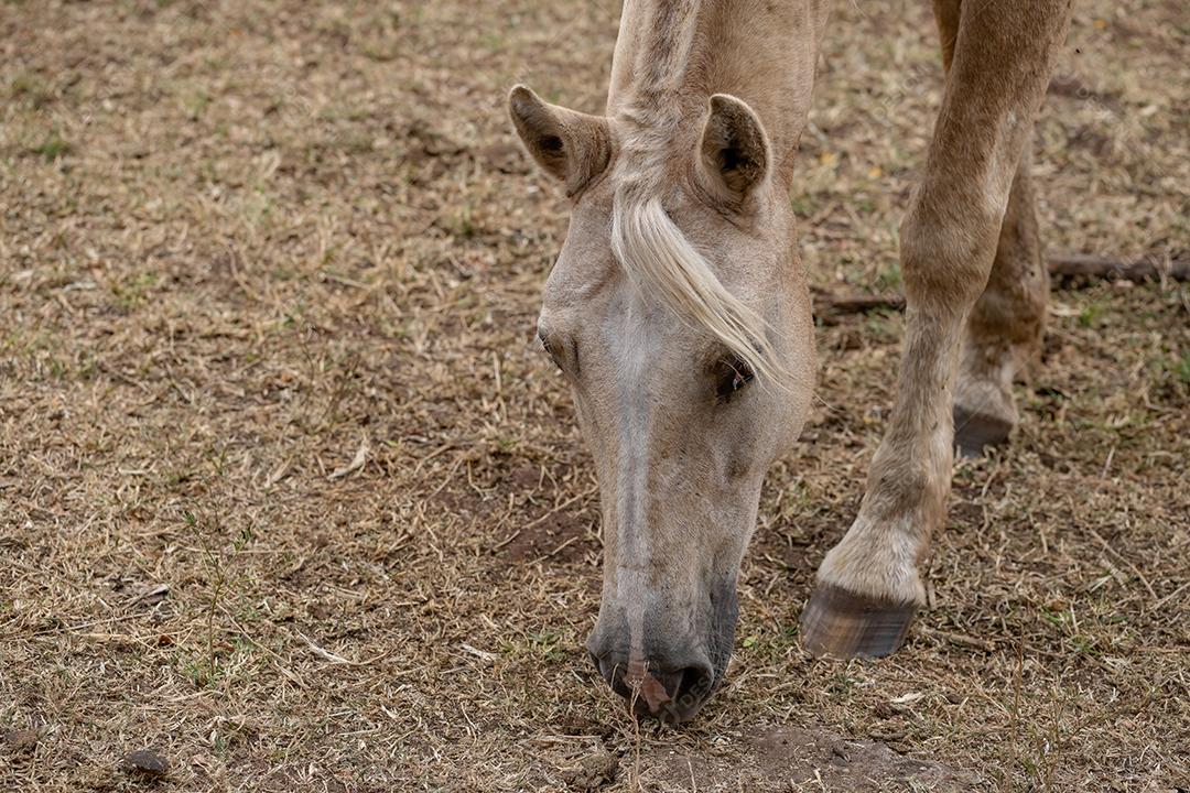 Cavalo descansando em uma área de pastagem de uma fazenda brasileira