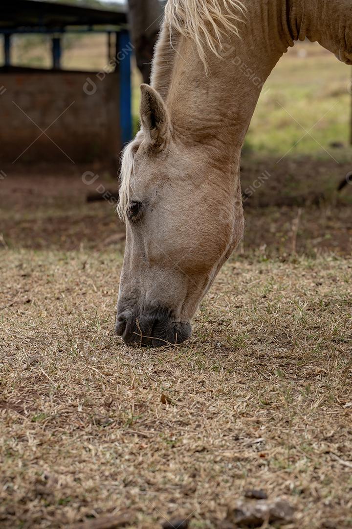 Cavalo descansando em uma área de pastagem de uma fazenda brasileira