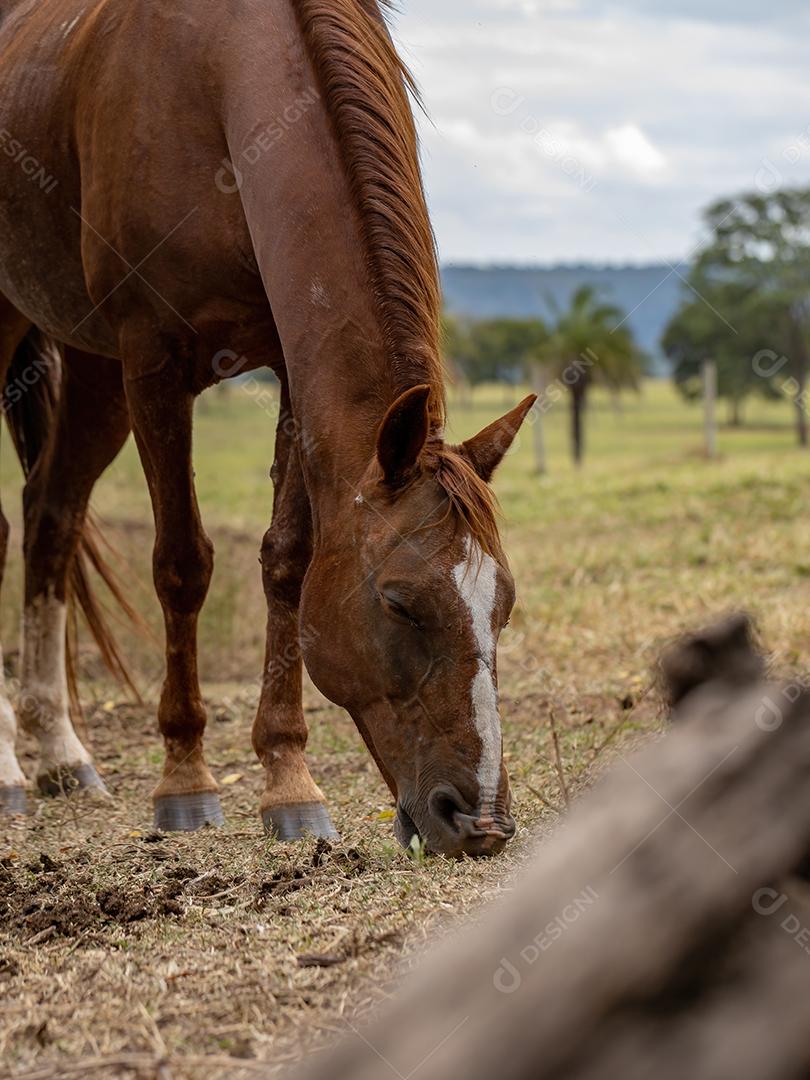 Cavalo descansando em uma área de pastagem de uma fazenda brasileira
