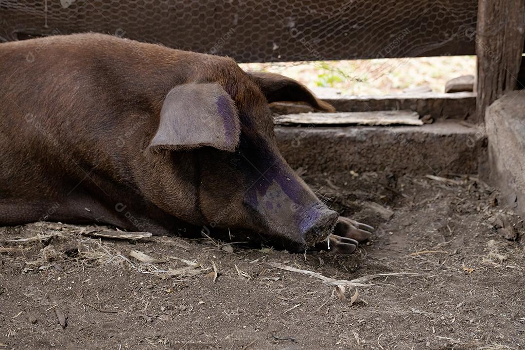 Porco preto criado em chiqueiro fazenda terrero